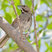 Five-striped Sparrow